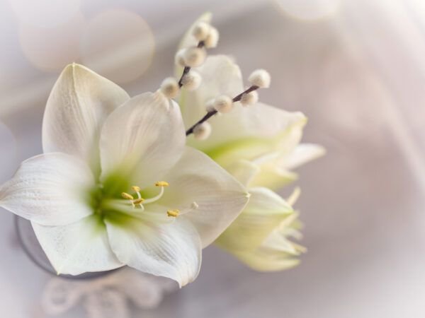 Amaryllis – winterliche Blütenpracht des Rittersterns