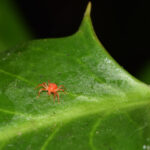 Dahlie Rote Spinne