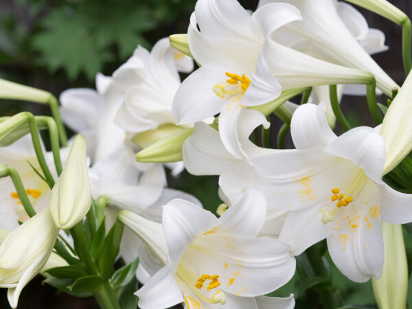 Lilien – prachtvolle und elegante Sommerblüher