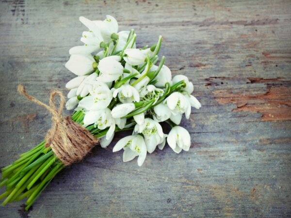 Schneeglöckchen – der Frühling ist nah