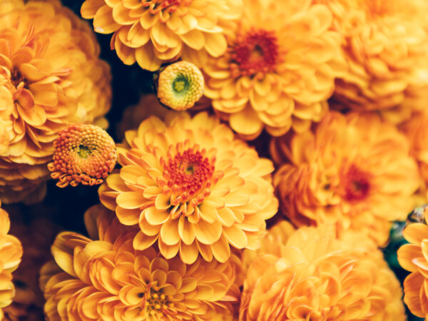 Chrysanthemen – für einen farbenfrohen Herbst