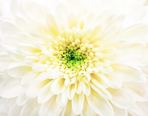 weiße Chrysanthem