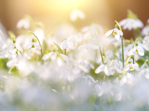 Schneeglöckchen – eine der ersten Frühlingsboten