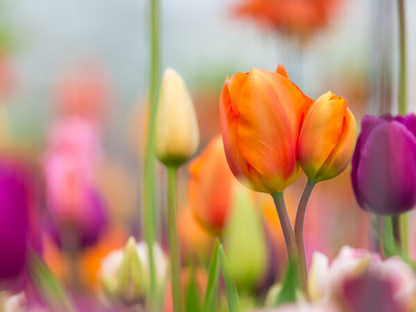 Als in den Niederlanden die Tulpenmanie ausbrach