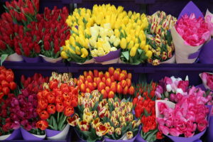 Tulpen kaufen