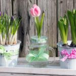 Hyazinthen, Tulpen, Narzissen in Glas und Topf ziehen