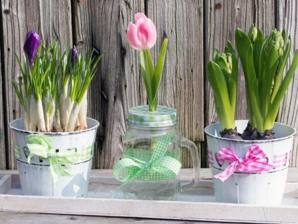 Hyazinthen, Tulpen, Narzissen in Glas und Topf ziehen